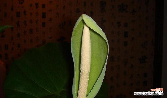 探寻滴水观音的神秘符号,感受她的慈悲与智慧 滴水观音——润泽心灵的圣洁力量