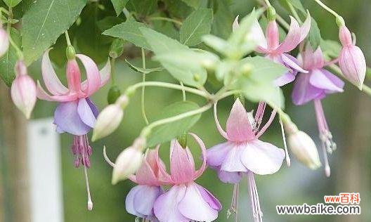 探索倒挂金钟的美丽寓意与神奇力量 倒挂金钟花语寓意