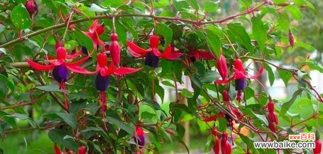 探索倒挂金钟的美丽寓意与神奇力量 倒挂金钟花语寓意