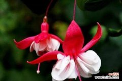 颠覆传统美学的花卉艺术之极 倒挂金钟花语