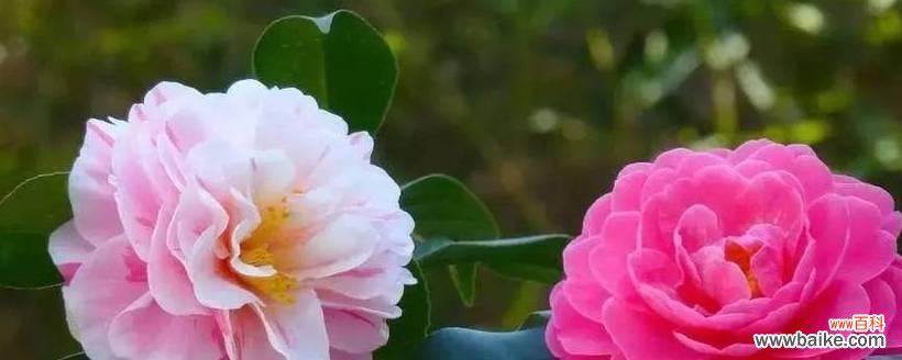 用花朵倾诉心声,传递幸福与希望 倒挂金钟花语