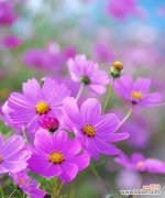 用花朵倾诉心声，传递幸福与希望 倒挂金钟花语