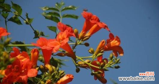 用花朵倾诉心声,传递幸福与希望 倒挂金钟花语