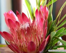 探索帝王花的花语与寓意，解读其神秘的内涵 帝王花-古老而华丽的花卉