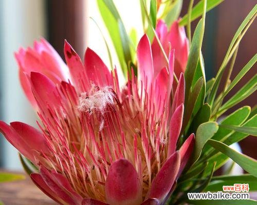 探索帝王花的花语与寓意，解读其神秘的内涵 帝王花-古老而华丽的花卉