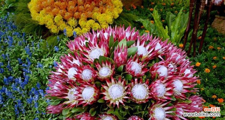 探索帝王花的花语与寓意，解读其神秘的内涵 帝王花-古老而华丽的花卉