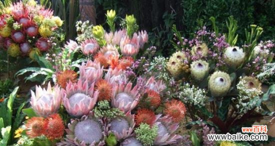 探索帝王花的花语与寓意，解读其神秘的内涵 帝王花-古老而华丽的花卉