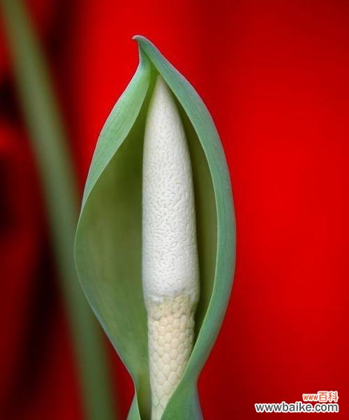 深居简出,守望人间的无私之美 滴水观音花语的象征与寓意