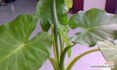 深居简出，守望人间的无私之美 滴水观音花语的象征与寓意