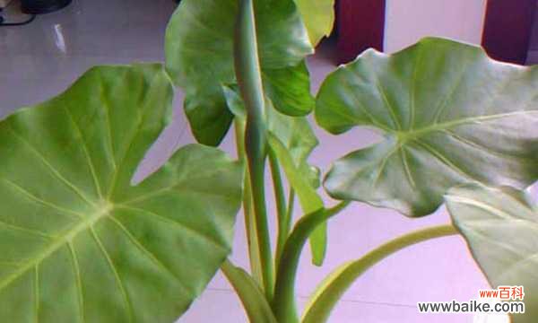 深居简出,守望人间的无私之美 滴水观音花语的象征与寓意