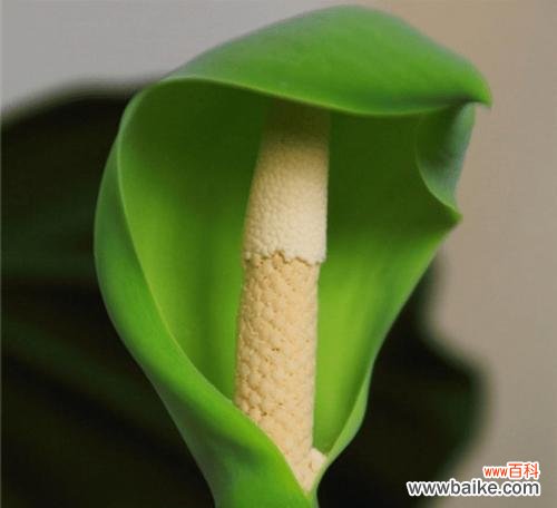 深居简出,守望人间的无私之美 滴水观音花语的象征与寓意