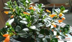 生命力旺盛的吊兰以及其美丽的花语 吊兰的花语与寓意