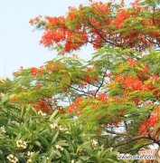 探索凤凰木的独特魅力和风水福泽 凤凰木的风水寓意与摆放位置