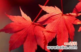 加拿大国树枫叶的象征意义及文化内涵 枫叶