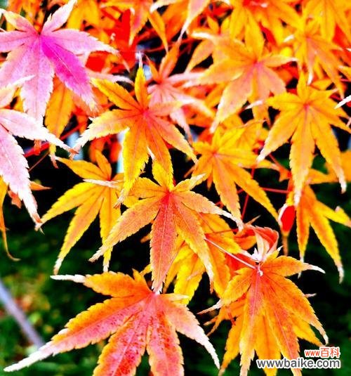 探寻枫叶的含义 枫叶的花语