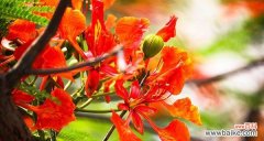 探寻凤凰花所传达的美丽与希望 凤凰花的花语与寓意