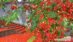 激情、坚强与希望 凤凰花的花语意义解析