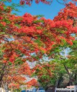 探索凤凰树的神秘力量与风水禁忌 凤凰树的寓意与风水