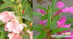 凤仙花的象征意义与传承 凤仙花