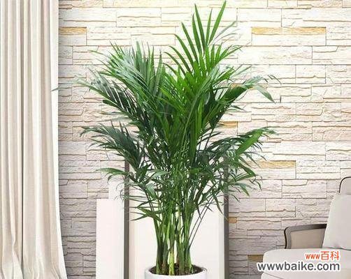 探索凤尾竹开花的美好象征 凤尾竹开花的风水寓意