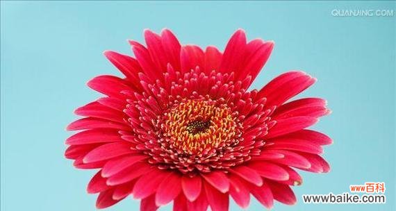 以扶郎花为载体传递爱的信息 扶郎花