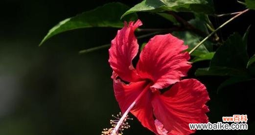 寄予希望的花朵——扶桑花 扶桑花