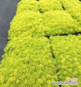 佛甲草的花语与寓意解读 佛甲草花语与寓意-传递爱与祝福的魅力