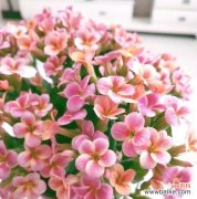 什么花寓意健康长寿？如何选择寓意好的健康花？