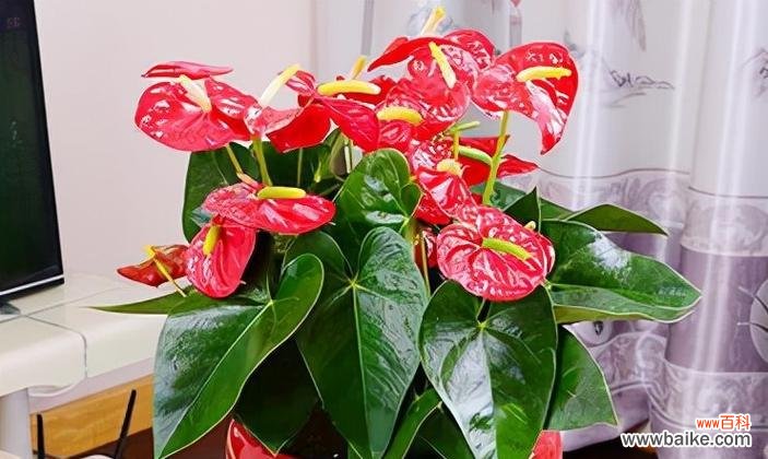 送长辈的花应该选择哪些寓意吉祥的品种?