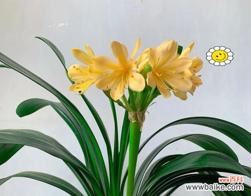 送长辈的花应该选择哪些寓意吉祥的品种?