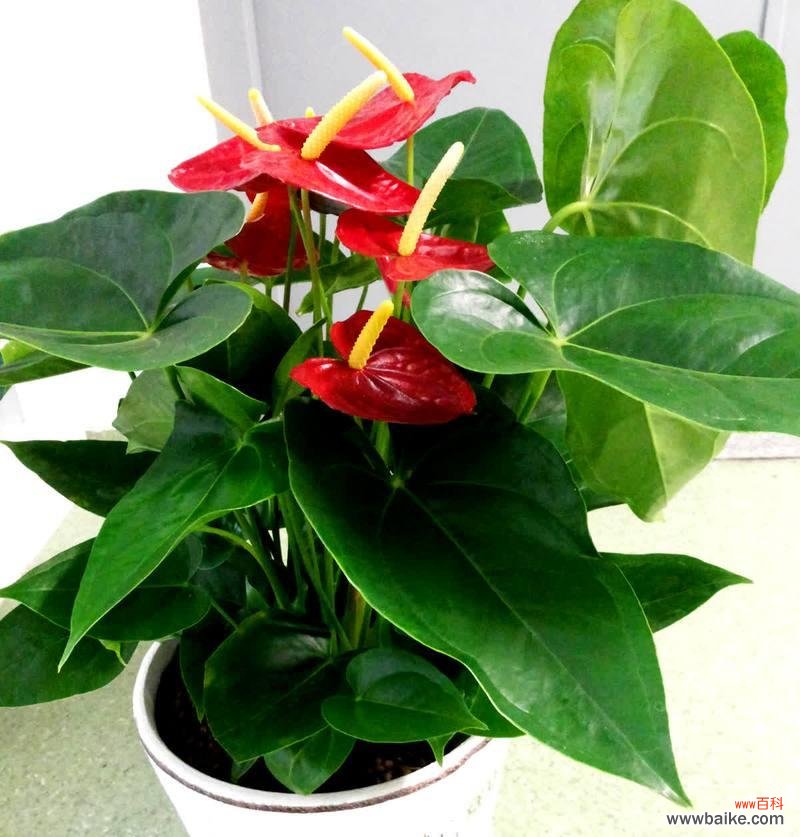 送长辈的花应该选择哪些寓意吉祥的品种?