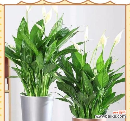 哪种花寓意幸福且易于养护?