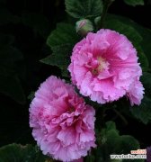 紫色芙蓉花代表的意义是什么？有哪些文化内涵？