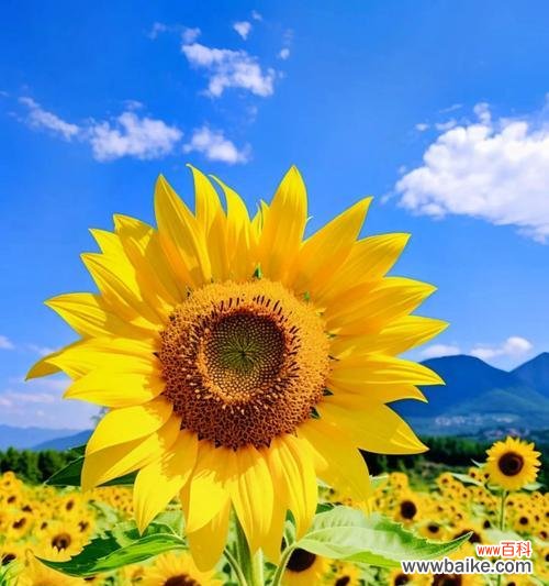 什么花象征最真挚的爱情?寻找代表真爱的花卉有哪些?