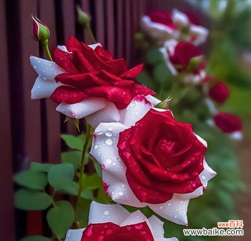 灰色花象征幸运吗？灰色幸运花是什么？