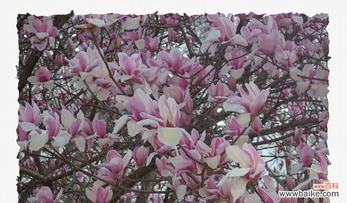 灰色花象征幸运吗？灰色幸运花是什么？