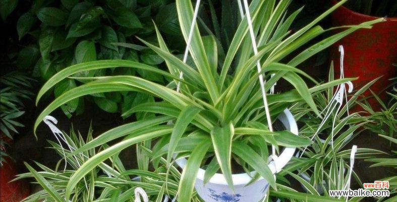 生命与希望,韧性的象征 吊兰开花的寓意