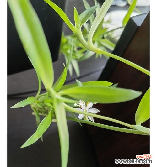 生命与希望,韧性的象征 吊兰开花的寓意