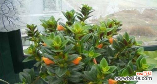 生命与希望,韧性的象征 吊兰开花的寓意