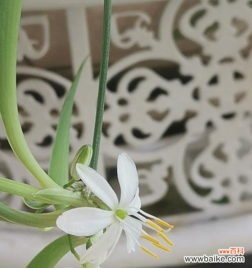 揭开吊兰花语的神秘面纱 吊兰花语的深意