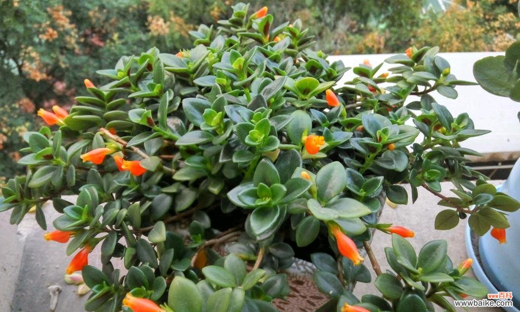 揭开吊兰花语的神秘面纱 吊兰花语的深意