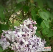 探寻丁香花背后的深刻寓意 丁香花的花语与象征意义