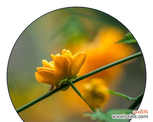 传达浓浓情意，留下美好祝福 棣棠花花语