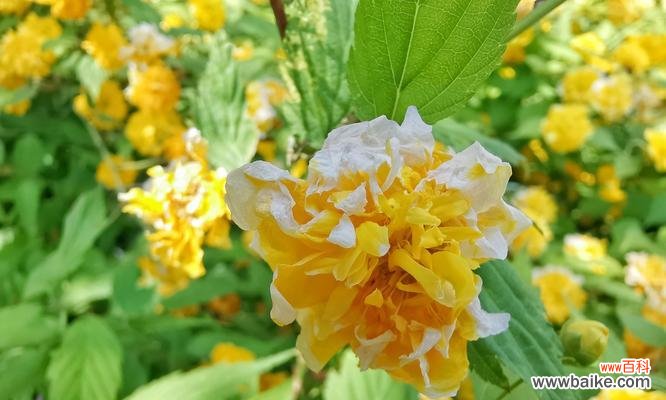 传达浓浓情意，留下美好祝福 棣棠花花语