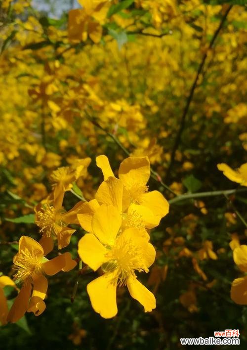 传达浓浓情意，留下美好祝福 棣棠花花语