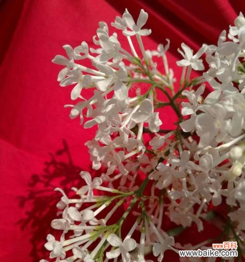 探寻丁香花所传递的情感与寓意 丁香花的代表意思——寓意深远的花语