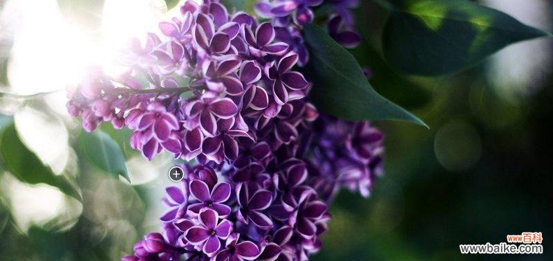 探寻丁香花所传递的情感与寓意 丁香花的代表意思——寓意深远的花语