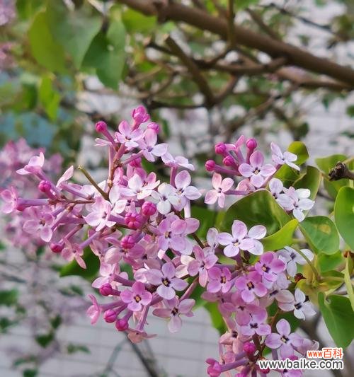 探索丁香花的象征意义，解读花语之美 丁香花的花语与寓意