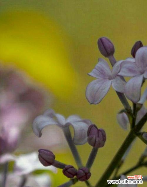 探索丁香花的象征意义，解读花语之美 丁香花的花语与寓意