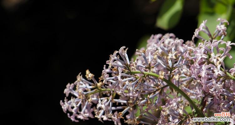 探索丁香花的象征意义，解读花语之美 丁香花的花语与寓意